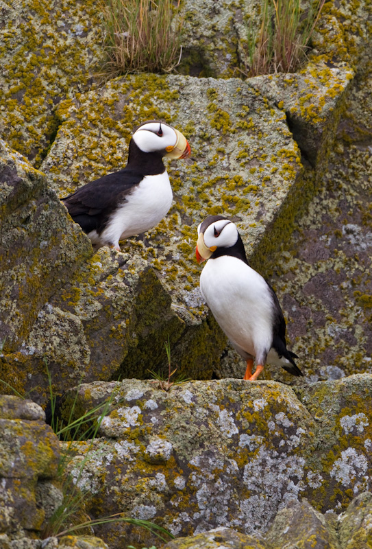 Horned Puffins